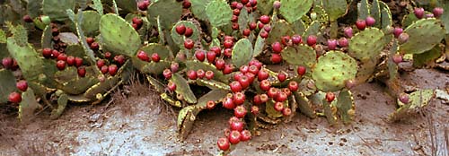 Prickly Pear