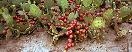 Prickly Pear